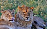 TANZANIA - Serengeti National Park - Leoni Lions - 77